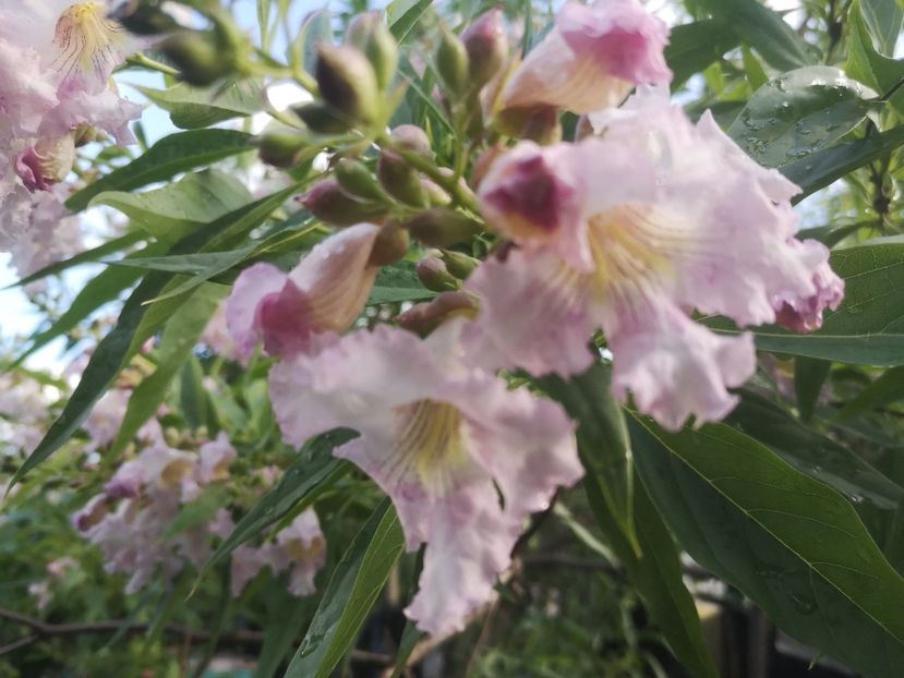 chitalpa 06.06 - arbori ornamentali 2022