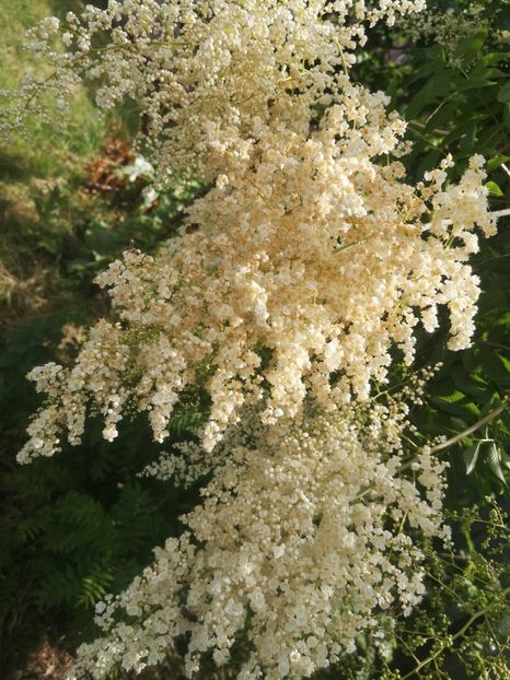  - arbori ornamentali 2022