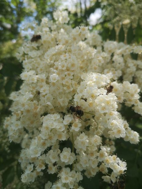  - arbori ornamentali 2022