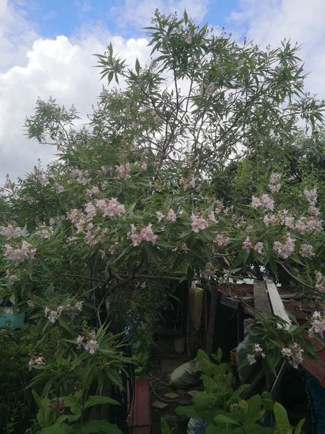  - arbori ornamentali 2022