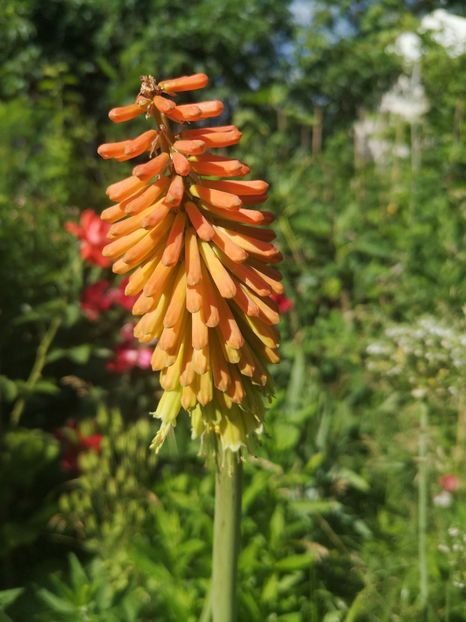 kniphofia uvaria - Gradina flori 202t