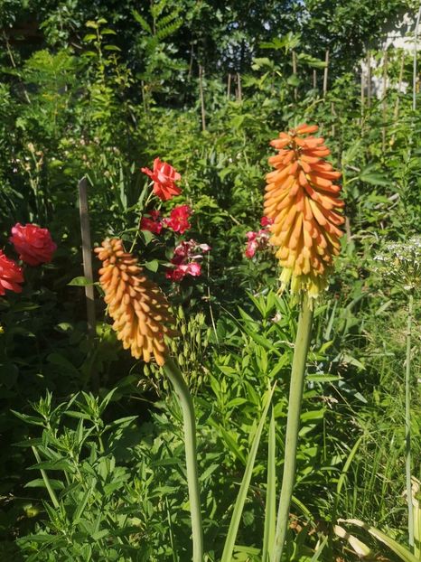  - Gradina flori 2025