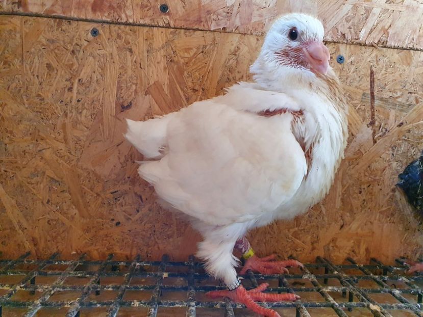 22 - 10315 - Pui 2022