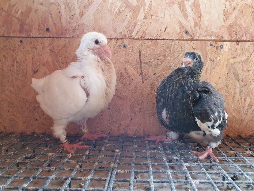 Frați de cuib - Pui 2022