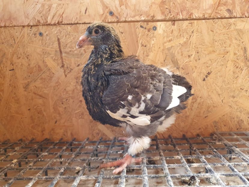 22 - 10314 - Pui 2022