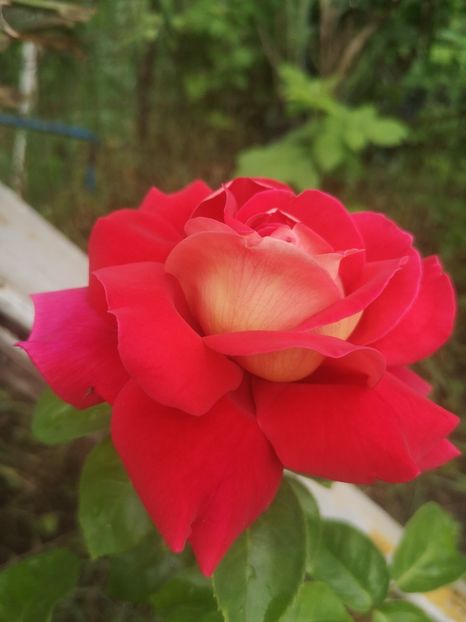 Kronenburg - Trandafiri 2022