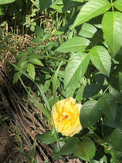 WhatsApp Image 2022-06-06 at 19.36.55 (11) - 05 Roman 06 06 2022