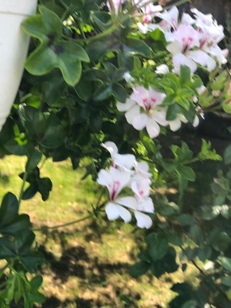 WhatsApp Image 2022-06-06 at 19.36.55 (17) - 05 Roman 06 06 2022