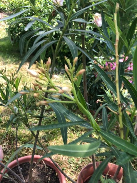 WhatsApp Image 2022-06-06 at 19.39.40 (27) - 05 Roman 06 06 2022