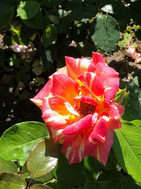 WhatsApp Image 2022-06-06 at 19.39.40 - 05 Roman 06 06 2022