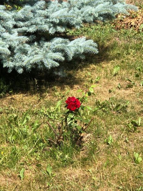 WhatsApp Image 2022-06-06 at 19.40.17 (2) - 05 Roman 06 06 2022