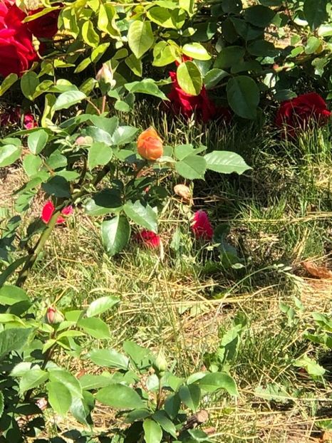 WhatsApp Image 2022-06-06 at 19.40.17 (4) - 05 Roman 06 06 2022