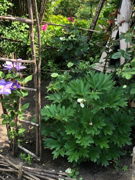 WhatsApp Image 2022-06-06 at 19.40.17 (11) - 05 Roman 06 06 2022