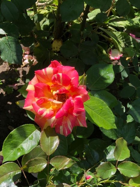 WhatsApp Image 2022-06-06 at 19.40.17 (14) - 05 Roman 06 06 2022