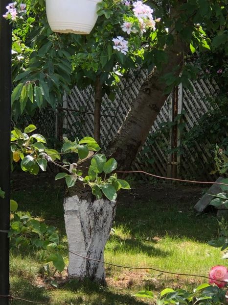 WhatsApp Image 2022-06-06 at 19.40.17 (20) - 05 Roman 06 06 2022