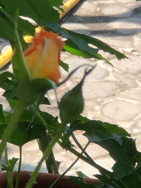 WhatsApp Image 2022-06-06 at 19.40.17 (26) - 05 Roman 06 06 2022