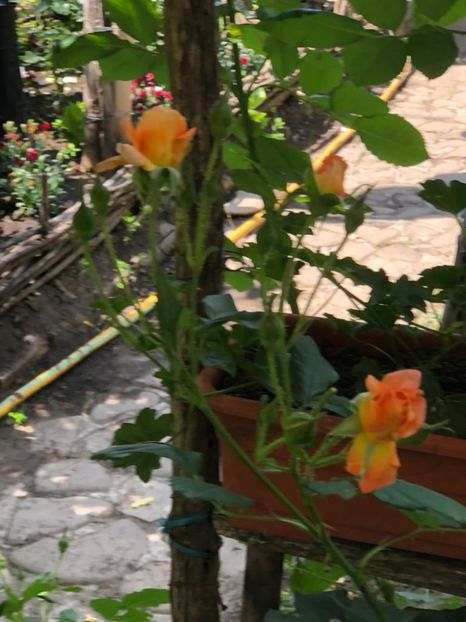 WhatsApp Image 2022-06-06 at 19.40.17 (27) - 05 Roman 06 06 2022