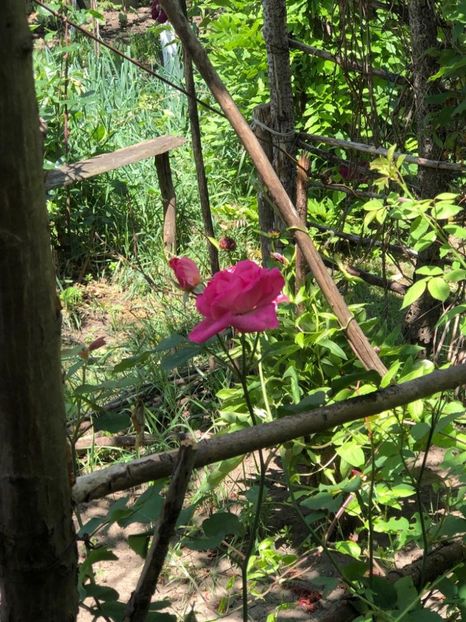 WhatsApp Image 2022-06-06 at 19.40.17 (29) - 05 Roman 06 06 2022