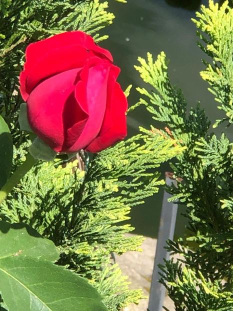 WhatsApp Image 2022-06-06 at 19.40.57 (2) - 05 Roman 06 06 2022