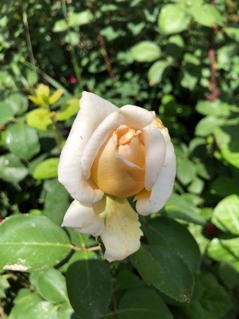 WhatsApp Image 2022-06-06 at 19.40.57 (4) - 05 Roman 06 06 2022