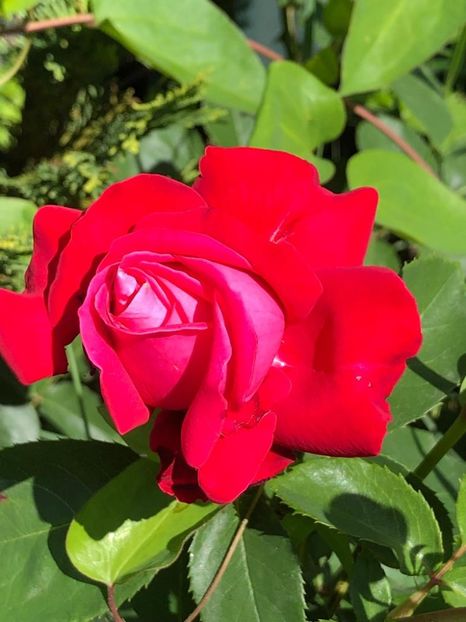 WhatsApp Image 2022-06-06 at 19.40.57 - 05 Roman 06 06 2022