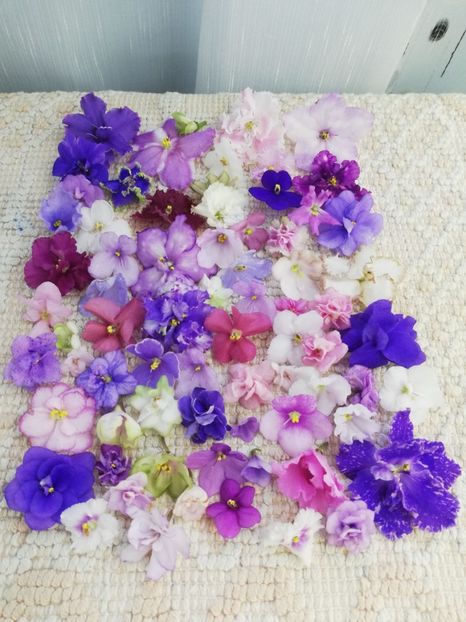 6 iun - AA VIOLETE de COLECTIE