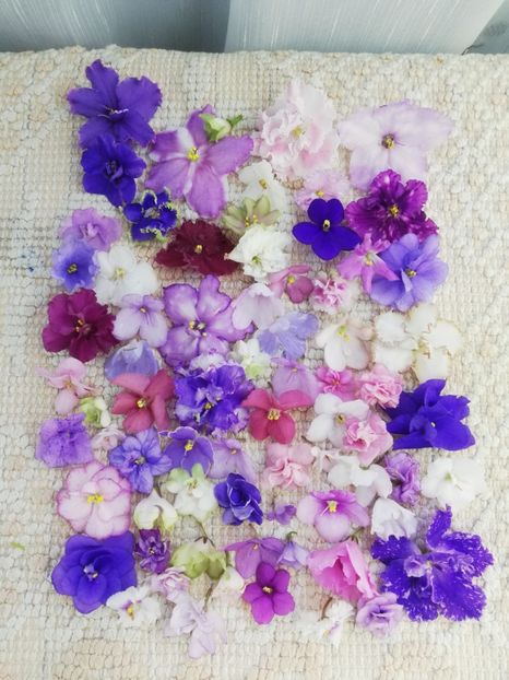 6 iun - AA VIOLETE de COLECTIE