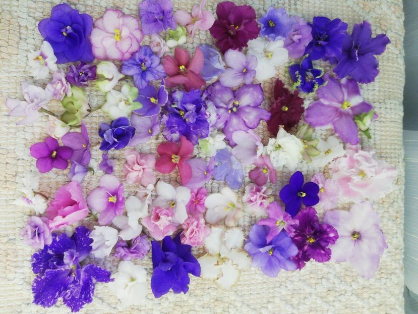 6 iun - AA VIOLETE de COLECTIE