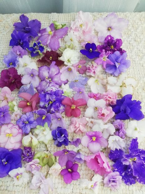 6 iun - AA VIOLETE de COLECTIE