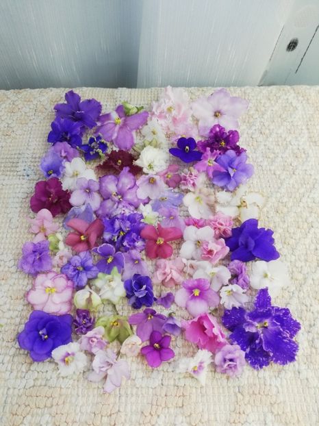 6 iun - AA VIOLETE de COLECTIE