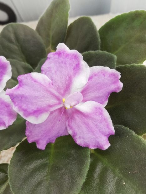 6 iun - ZZ AE Lady Lorain