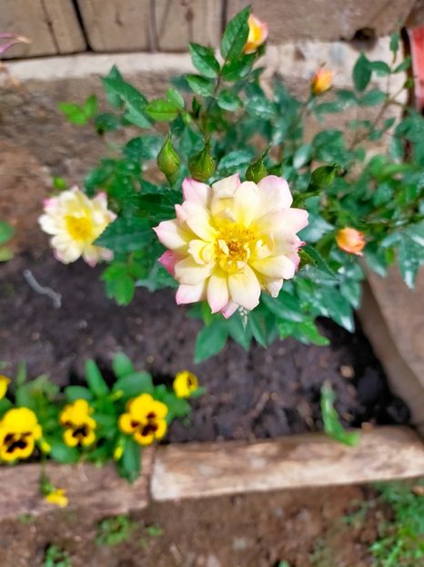 IMG20220604153305 - Mai pe la tara