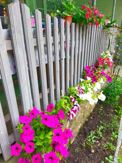 IMG20220604153249 - Mai pe la tara