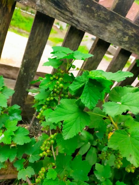 IMG20220529193937 - Mai pe la tara