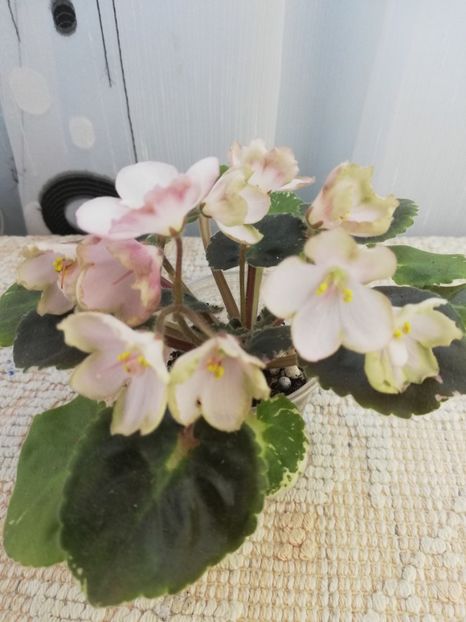 25 mai - AV Vechnostj