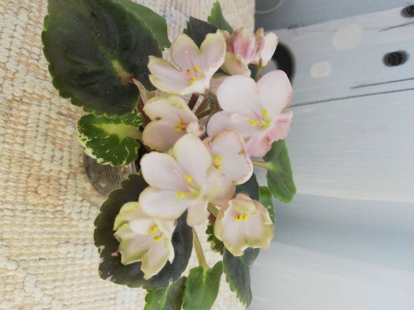 25 mai - AV Vechnostj