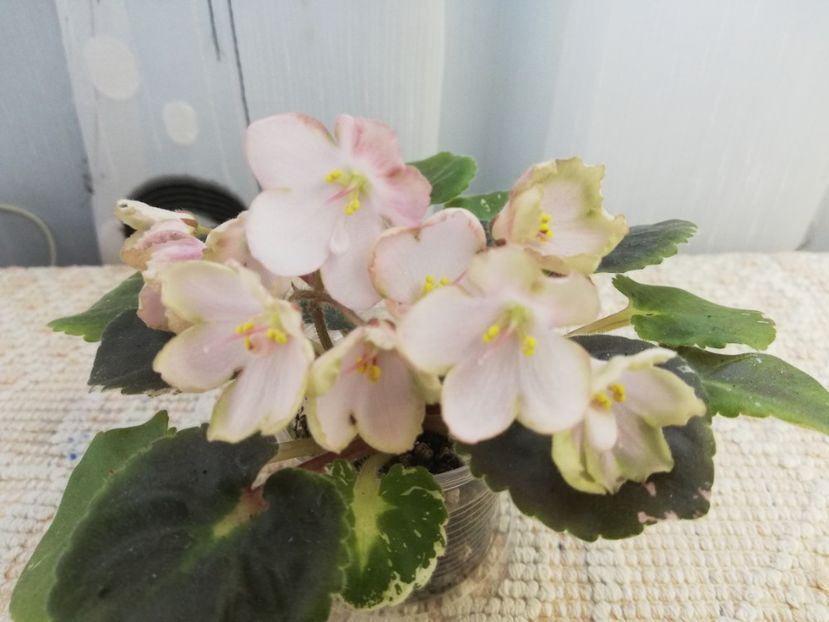 25 mai - AV Vechnostj