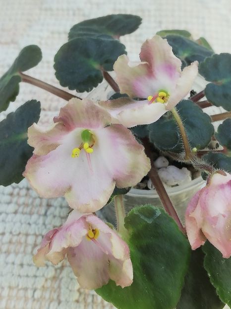 25 mai - AV Vechnostj