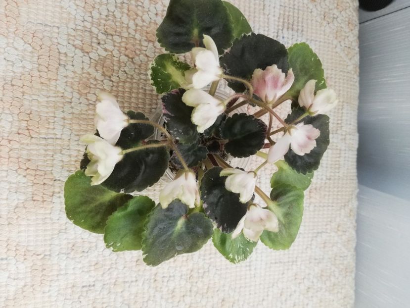 6 iun - AV Vechnostj