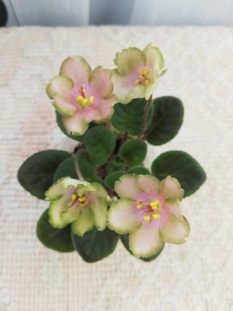 25 mai - LE Pink Muskat