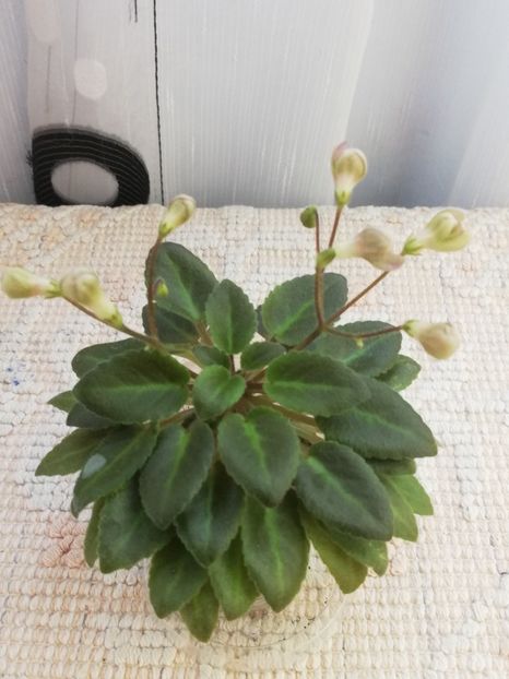 31 mai - Morgan s Sweet Patootie