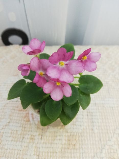 25 mai - AV Chizhik Pyzhik