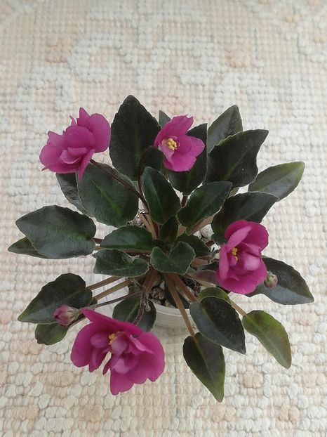 6 iun - Dancin trail