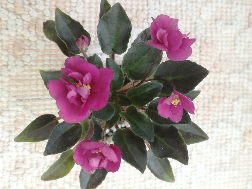 6 iun - Dancin trail