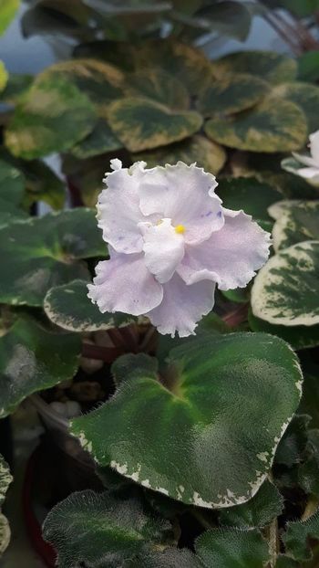 4 iun - LE Mashenjka