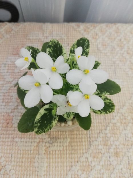 25 mai - Alan s Fallen Angel