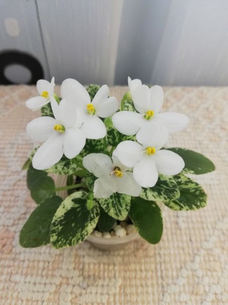 25 mai - Alan s Fallen Angel