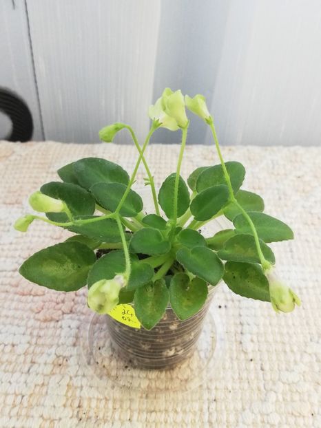 25 mai - Morgan s Junior Mint