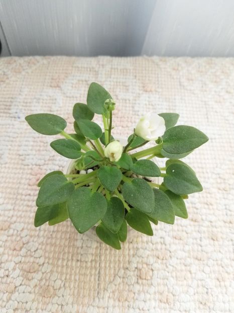 6 iun - LE Flerdoranz