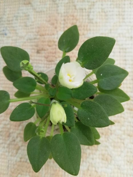 6 iun - LE Flerdoranz